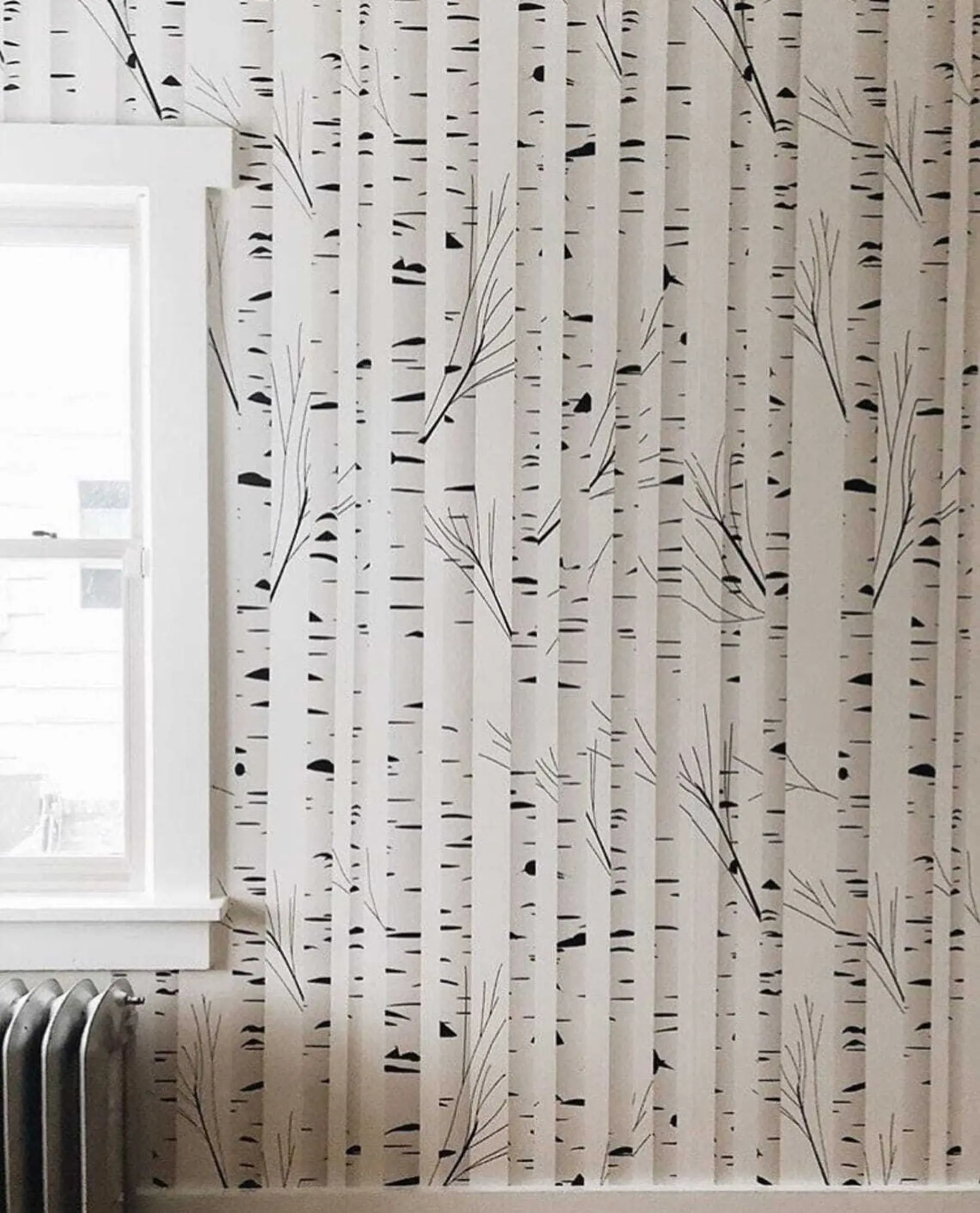 Fototapet Björkskog u58973