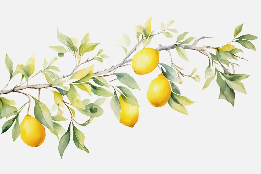Fototapet Akvarellgren med citronblad och frukter w08096