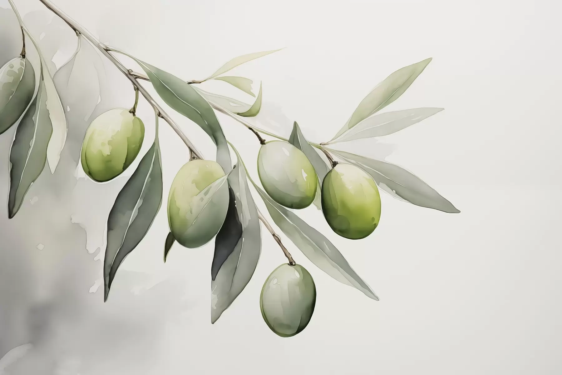 Fototapet Gren med gröna oliver våt akvarell w02042