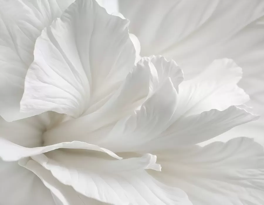 Fototapet Abstrakt minimalistiskt tryck av delikat vit blomma med mjuka, sammetslena kronblad w08424