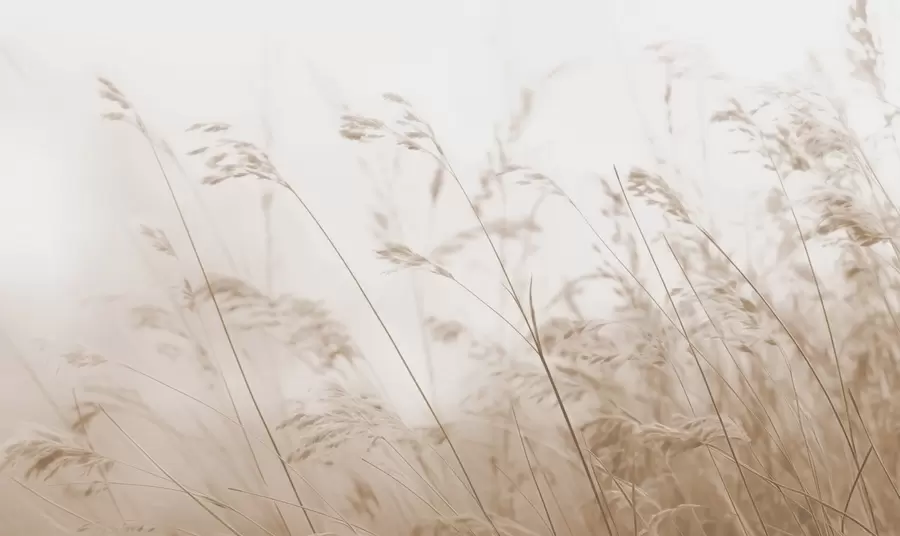 Fototapet Fältgräs i en dimmig gryning w02250