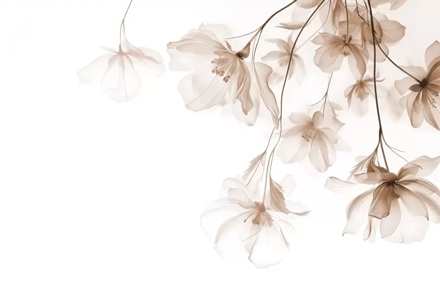 Fototapet Beige blommor med genomskinliga kronblad som hänger från en gren, beige och vitt, minimalistisk modern konstkomposition w08911v1