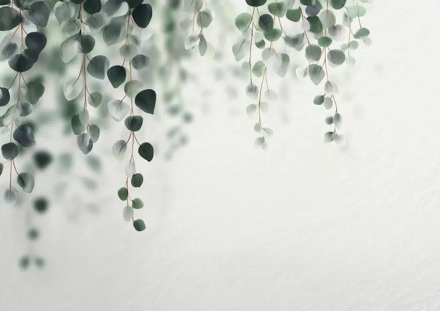 Fototapet Fallande eukalyptus på ljus bakgrund w04393