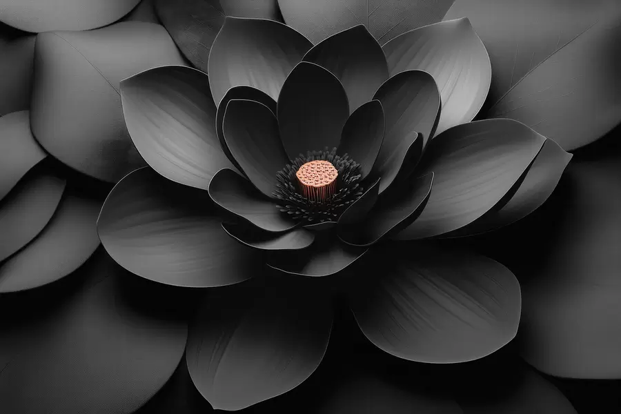 Fototapet En minimalistisk svart blomma med kronblad och en kontrasterande varm mitt w09721