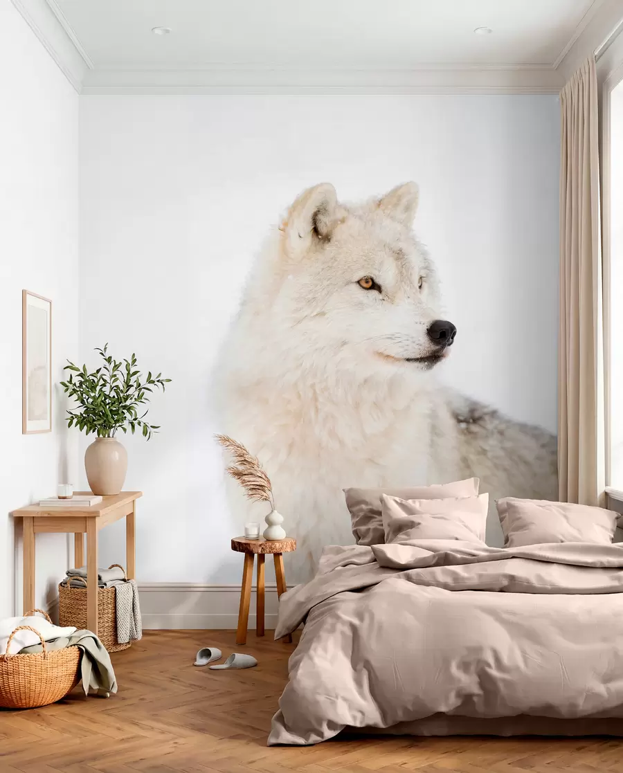 Fototapet Arktisk varg mot vit bakgrund u98189